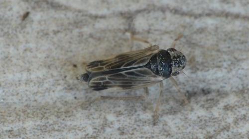 Evacanthus acuminatus